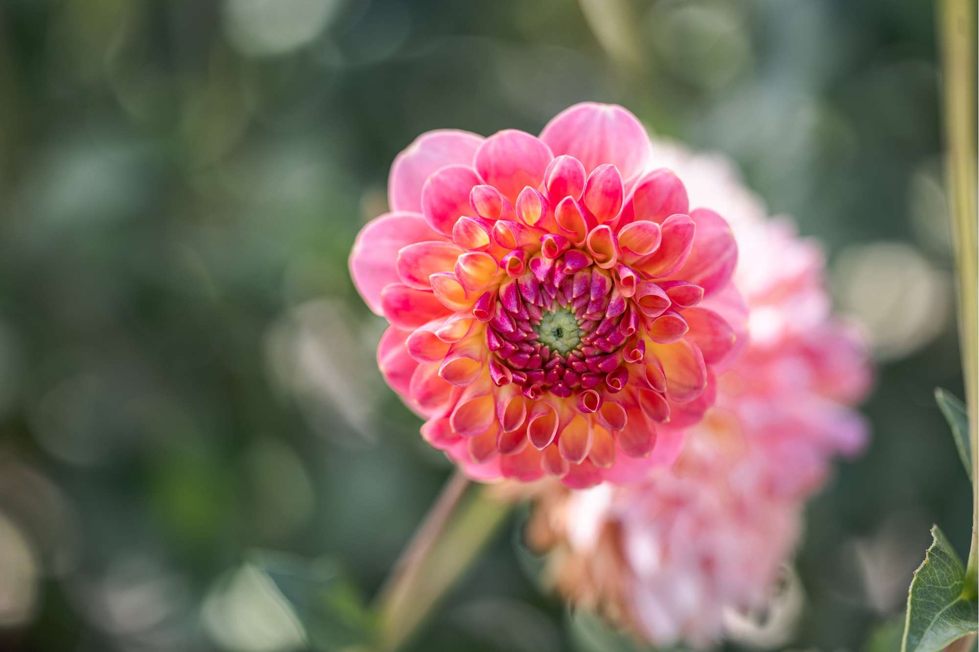 Dahlia Jowey Nicky